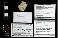 Foto (Objekt + Etikett) von Pithonoton sp.  (NHMW-GEO-2014-0194-0970)